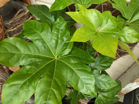 Fatsia japonica, huonearalia