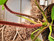 Philodendron squamiferum, nukkaköynnösvehka