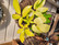 Schefflera 'Golden amate', jättiliuska-aralia