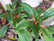 Chlorophytum orchidastrum 'Green Orange', mandariinililja