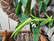 Philodendron erubescens, purppuraköynnösvehka