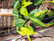 Philodendron hederaceum 'Brasil', herttaköynnösvehka