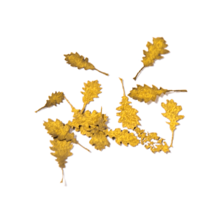 Realistic Leaves, Oak Autumn