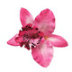 Sweet flower, pink