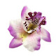 Sweet flower, lavender