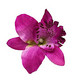 Sweet flower, violetti