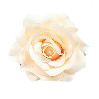 Bohemian flower,  champagne