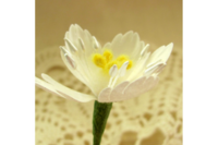 Agiart: Medium Petals -stanssi