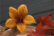 Agiart: Flowers #9  -leimasinsetti