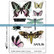 Katzelkraft: Winged  A5 - unmounted leimasinsetti