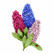 Spellbinders: Hyacinth - stanssisetti