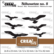 Crealies Silhouetzz: Flying Birds - stanssisetti