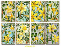 Decorer: Jonquil - minipaperisetti