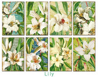Decorer: Lily - minipaperisetti