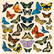 CC Timeless Butterflies Topper Sheets & Dies