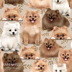 Mainelakeus: Pomeranian, trikoo