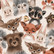 Cute animals, nude, joustocollege