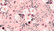 *Lievä II-laatu* Viimeinen PALA 160 cm: My flowery day, light pink, trikoo