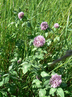 Tukijäsenyys