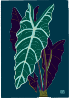 Alocasia sanderiana