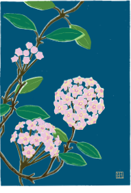 Hoya carnosa