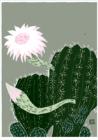 Vechinopsis sp