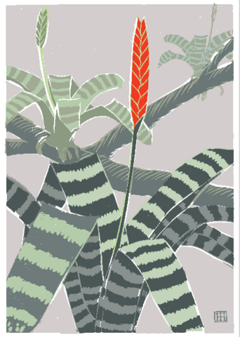 Vrisea splendens