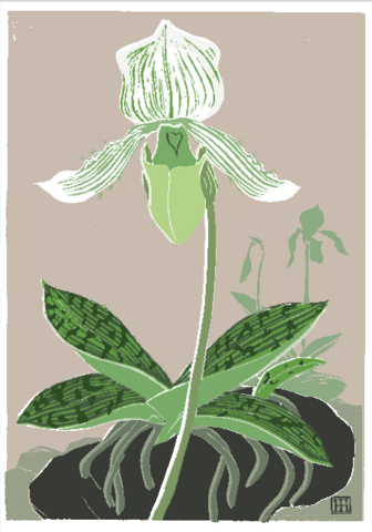 Paphiopedilum maudiae