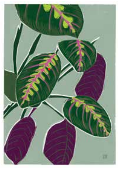 Maranta leuconeura