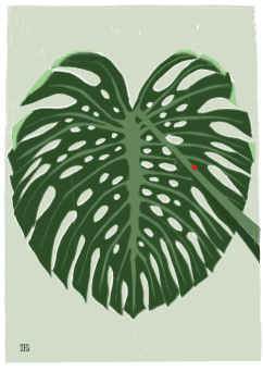Monstera deliciosa 1