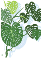 Monstera deliciosa 2
