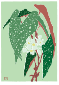 Begonia maculata