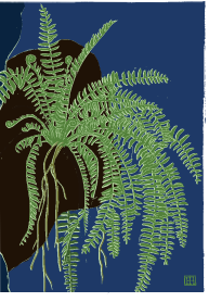 Nephrolepis sp.