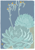 Echeveria sp.