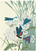 Zygaena sp.