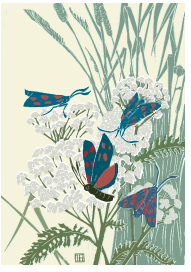 Zygaena sp.