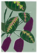Maranta leuconeura