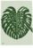 Monstera deliciosa 1
