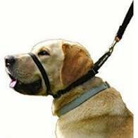 Canny Collar kuonopanta koko 7