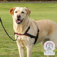 Trixie vedonestovaljas S-M