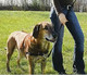Trixie Easy Walk vedonesto valjas S-M