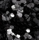 Obsidian ECO glitter SPARKLE
