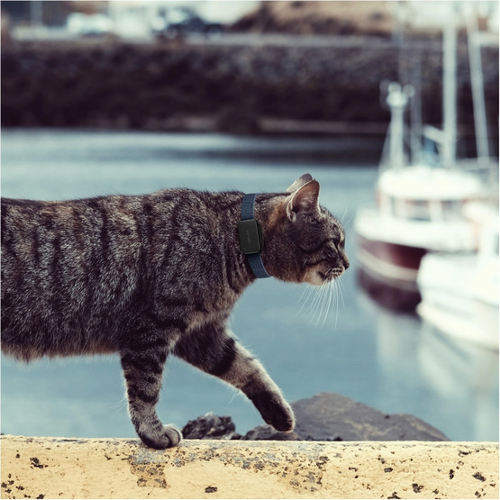 Invoxia Pet tracker - lemmikkipaikannin
