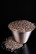 Chian siemen 1kg