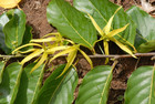 Ylang-ylang tuoksuöljy - eteerinenöljy aromi