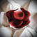 Punaiset ruusun terälehdet - Romantiikkaa kammariin - kylpyyn ja koristeluun