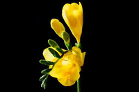 Freesia tuoksuöljy - Keväinen freesia - eteerinenöljy aromi
