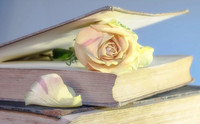 Rose-Musk - aromiöljy, fragrance oil, rohkeus, ruusu-myski