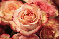 Rose-Musk - aromiöljy, fragrance oil, rohkeus, ruusu-myski