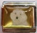Koira 42, Bichon Frise
